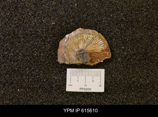 undet. Scaphitidae