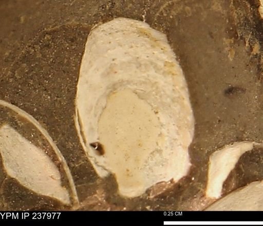 Limopsis striatopunctatus