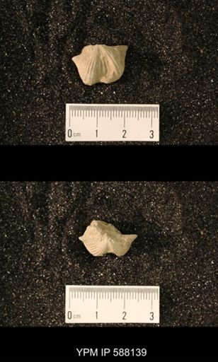Platystrophia sp.