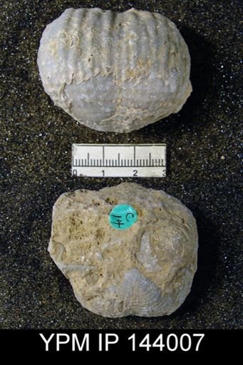 Productus (Dictyoclostus) indicus