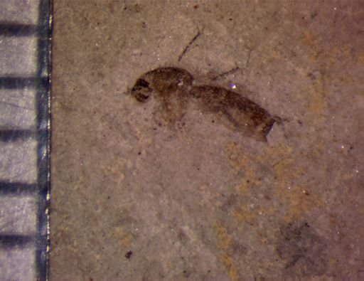 undet. Mycetophilidae