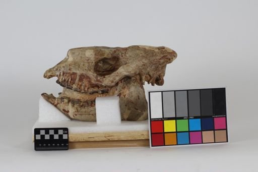 Hyracodon nebrascensis