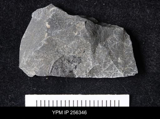 Eurypterida