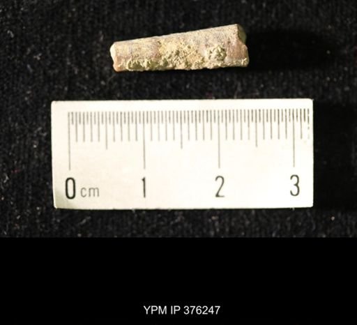Pseudorthoceras knoxense