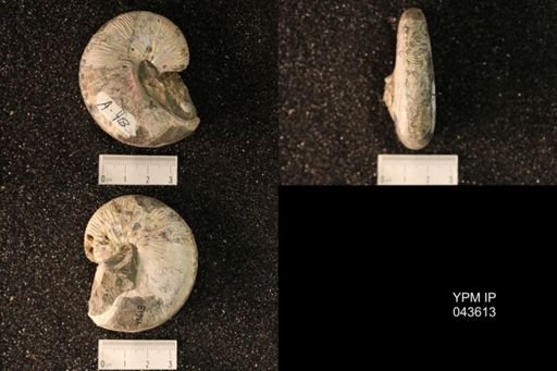 Hoploscaphites nicolletii