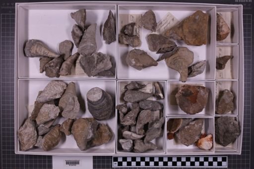 mixed taxa, stratigraphic collection