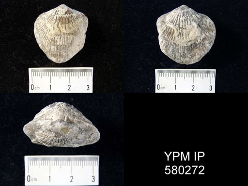 Desquamatia (Seratrypa)?