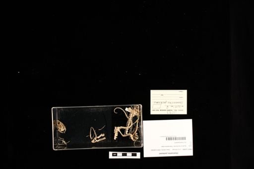 Chamaeleo jacksonii