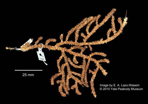 Muricea aspera