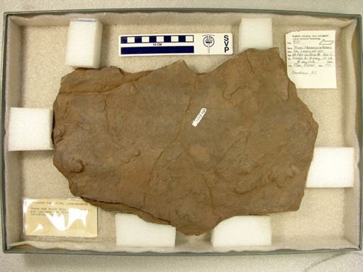 Atreipus milfordensis