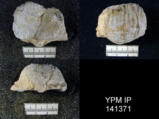 Productus (Dictyoclostus) indicus