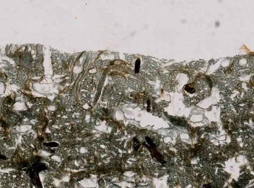 Ircinia ramosa