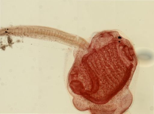 Ecteinascidia turbinata