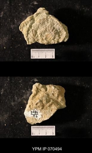 Favosites louisvillensis