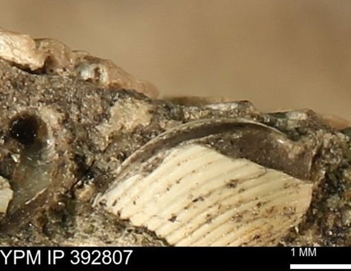 Clisocolus?