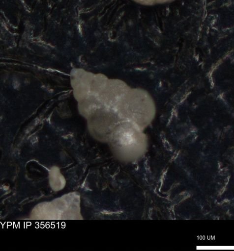 undet. Foraminiferida