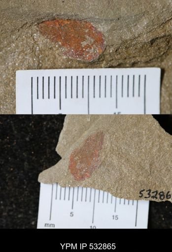 Aglaspida?