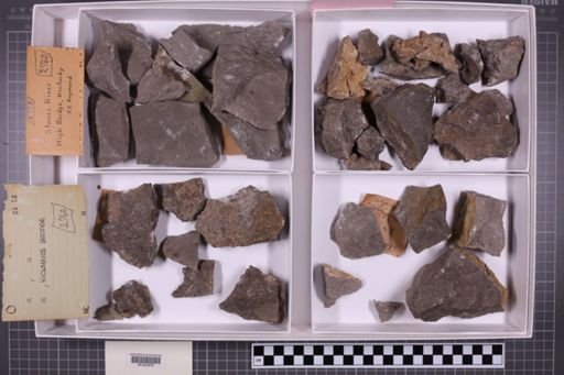 mixed taxa, stratigraphic collection