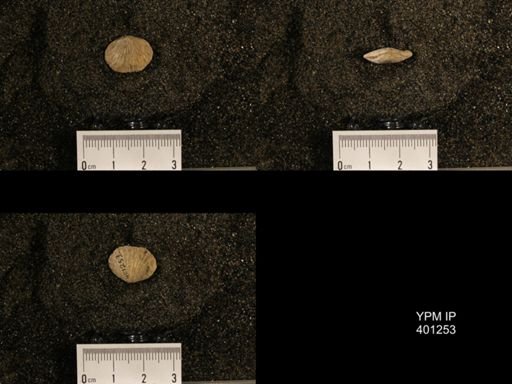Orthis (Plectorthis) dichotoma