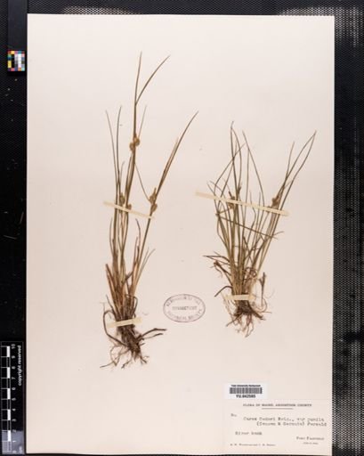 Carex viridula