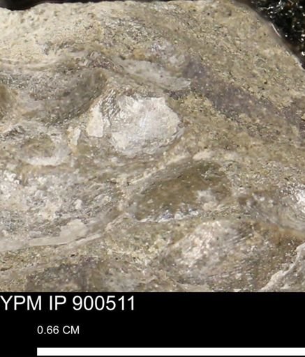 Anomia gryphorhyncha