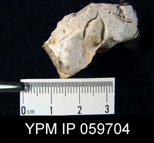 Lingula sp.