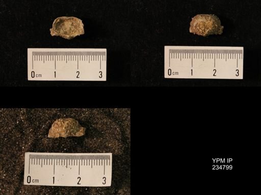 Marginifera wabashensis var. armata