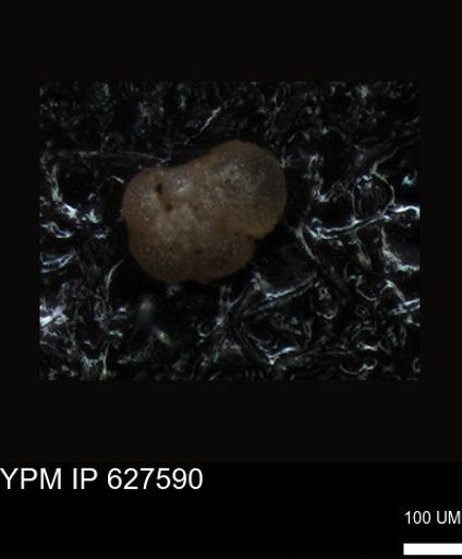 undet. Foraminiferida