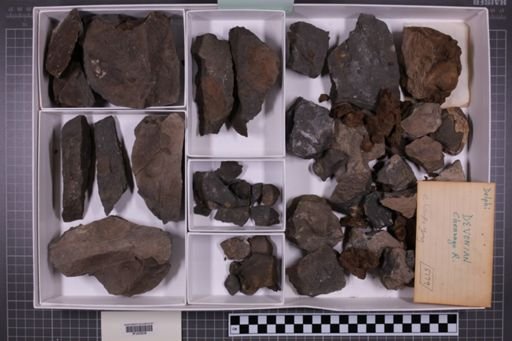 mixed taxa, stratigraphic collection