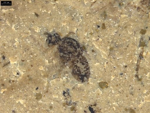 Insecta