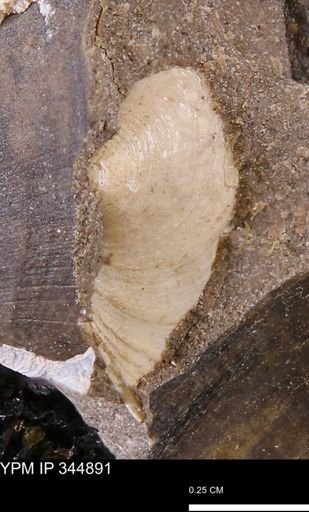Limopsis striatopunctatus