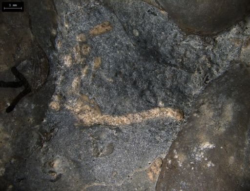 Aplocoma damesii