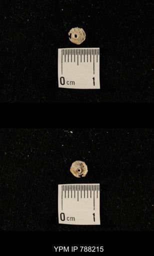 undet. Crinoidea