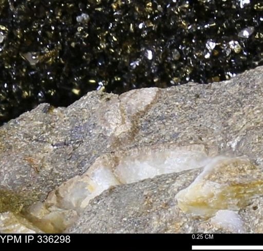 undet. Bivalvia
