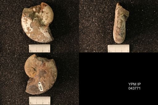 Hoploscaphites nicolletii