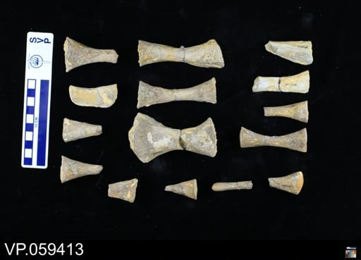 undet. Mosasauridae