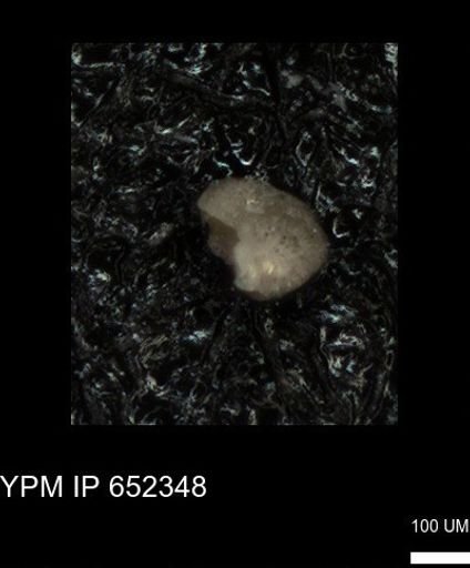 undet. Foraminiferida