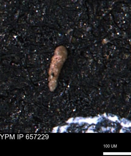 Verneuilinoides kansasensis