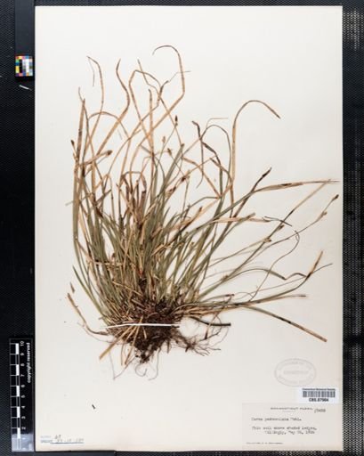 Carex pedunculata