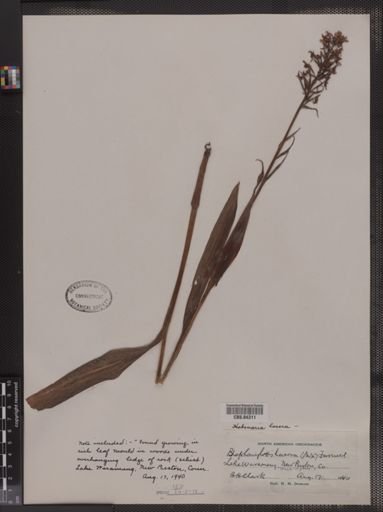 Platanthera lacera