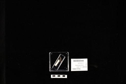Triturus cristatus