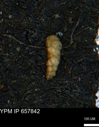 Verneuilinoides kansasensis