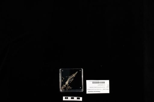 Platysaurus torquatus