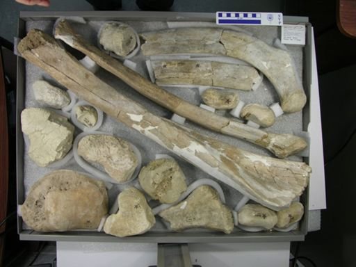 Mammuthus imperator