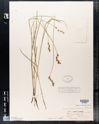 Carex straminea