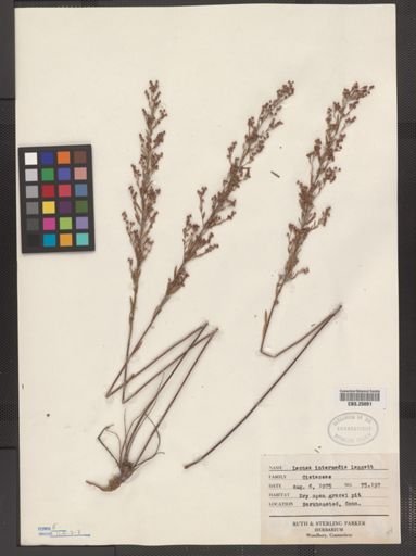 Lechea intermedia