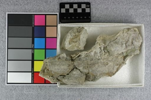 Bothriodon sp.