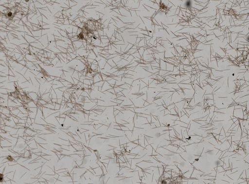 Haliclona sp.