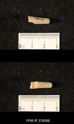 Pseudorthoceras knoxense