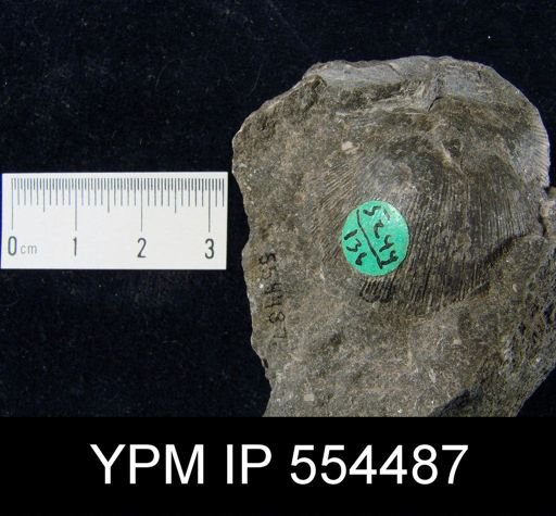undet. Strophomenida
